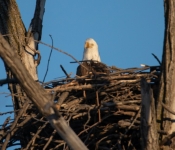 2023 02 11 RedwingEagles 034